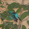 Blue Dacnis